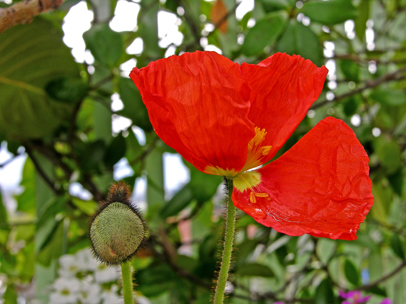 Colori sul terrazzo.